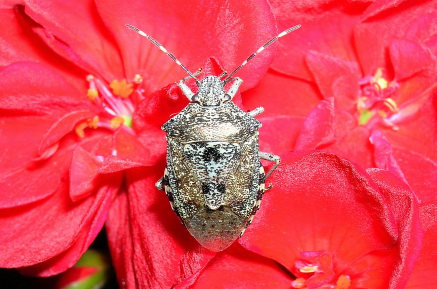 Acantosomatidi: Elasmucha grisea? No, Ragilaster nobulosa